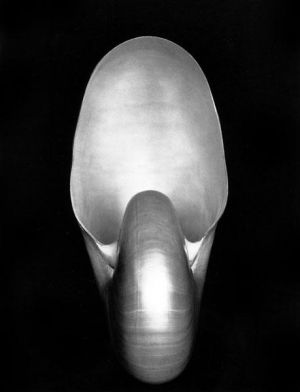 Edward Henry Weston œuvre - Nautilus 1927